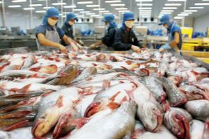越南对俄罗斯的茶鱼出口在多年低迷之后喜见积极迹象