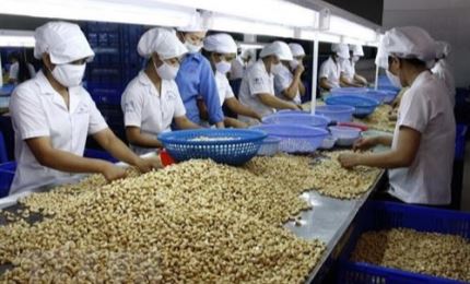 荷兰企业在越南平福省投资2.5亿美元以发展腰果产业