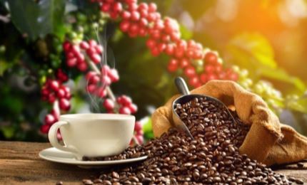 开发越南优质咖啡国家产品