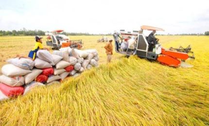 孟加拉国通过关于从越印泰三国进口大米的提议