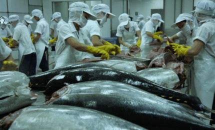 4月份越南金枪鱼出口额猛增
